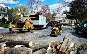 Tree and Shrub Care in West Middlesex, PA